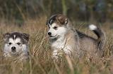 ALASKAN MALAMUTE 471